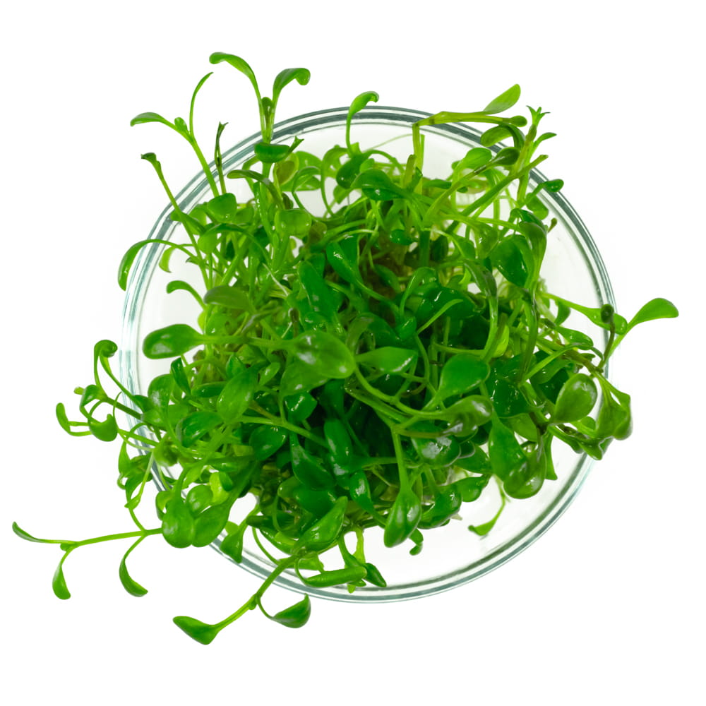 GLOSSOSTIGMA ELATINOIDES porcja 2x2cm
